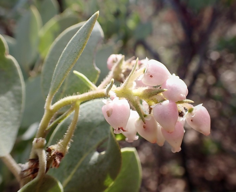 Arctostaphylos glandulosa subsp. erecta photo 3