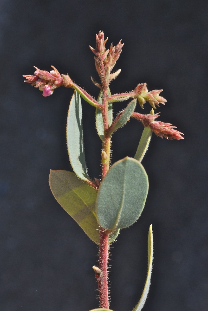 Arctostaphylos glandulosa subsp. erecta photo 4