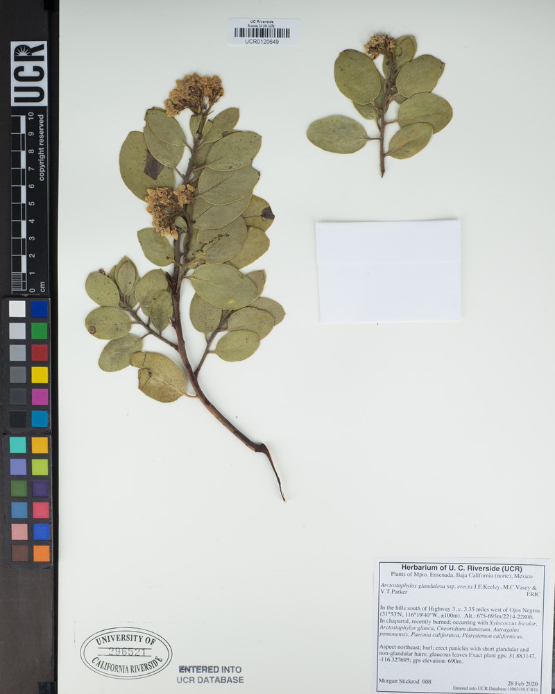 Arctostaphylos glandulosa subsp. erecta photo 5