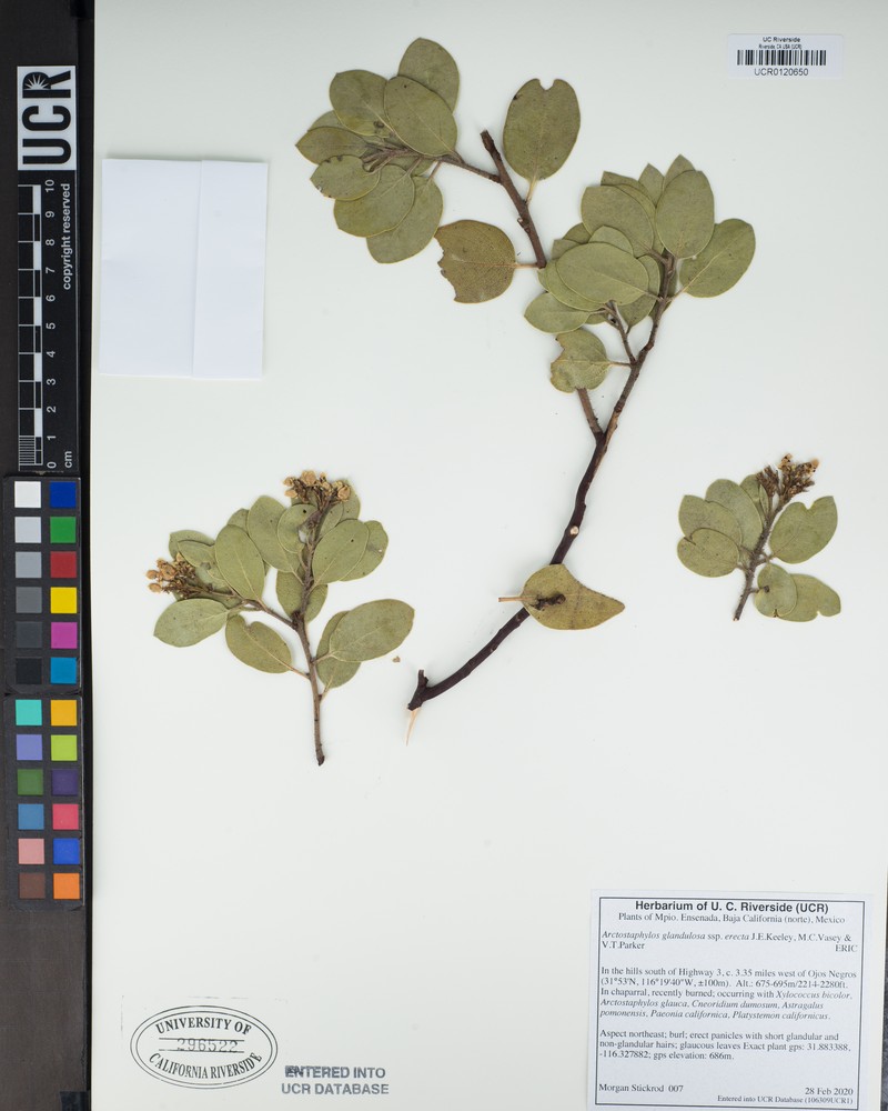 Arctostaphylos glandulosa subsp. erecta photo 6