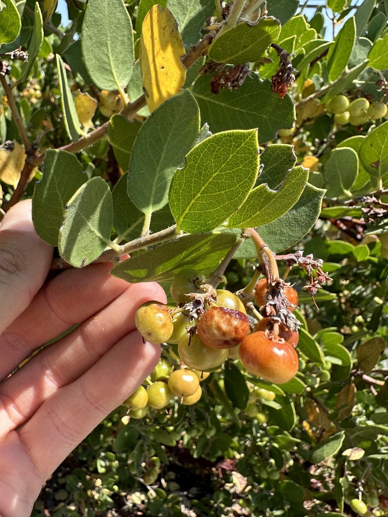 San Gabriel Manzanita