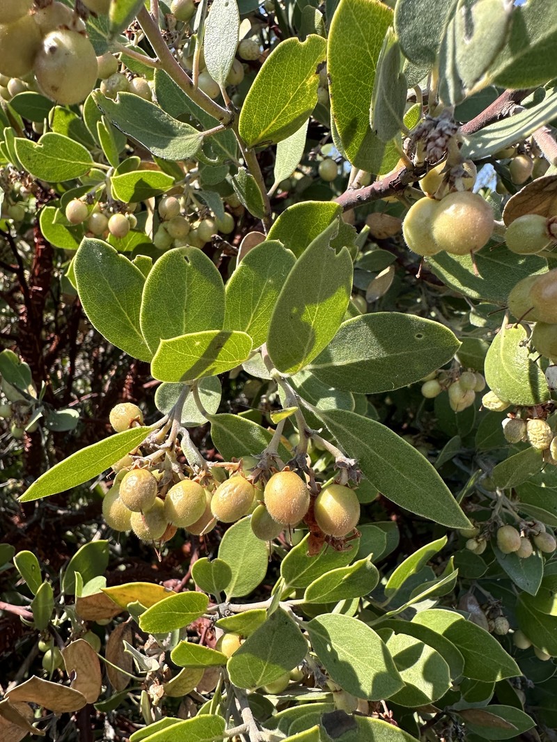 San Gabriel Manzanita photo 2