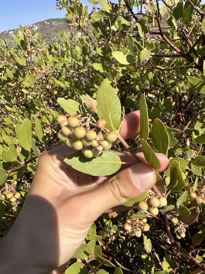 San Gabriel Manzanita photo 3