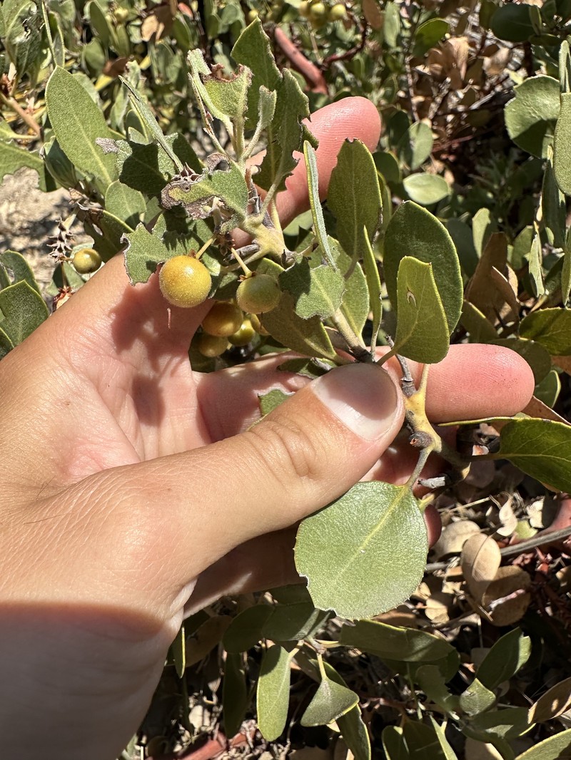 San Gabriel Manzanita photo 5