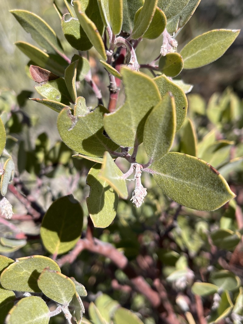 San Gabriel Manzanita photo 7