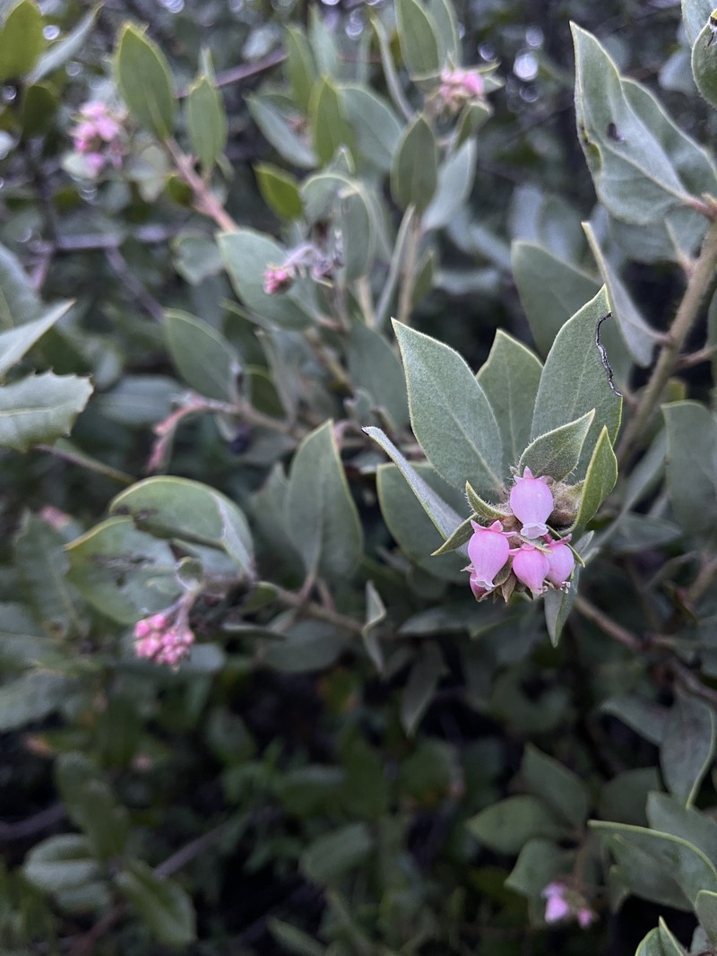 Arctostaphylos glandulosa subsp. glandulosa