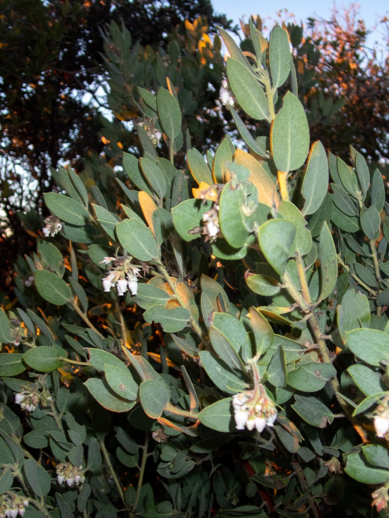 Arctostaphylos glandulosa subsp. glandulosa photo 2
