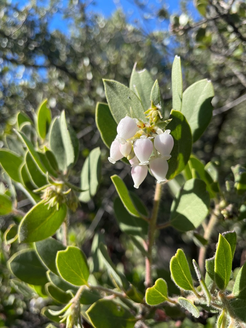 Arctostaphylos glandulosa subsp. glandulosa photo 3