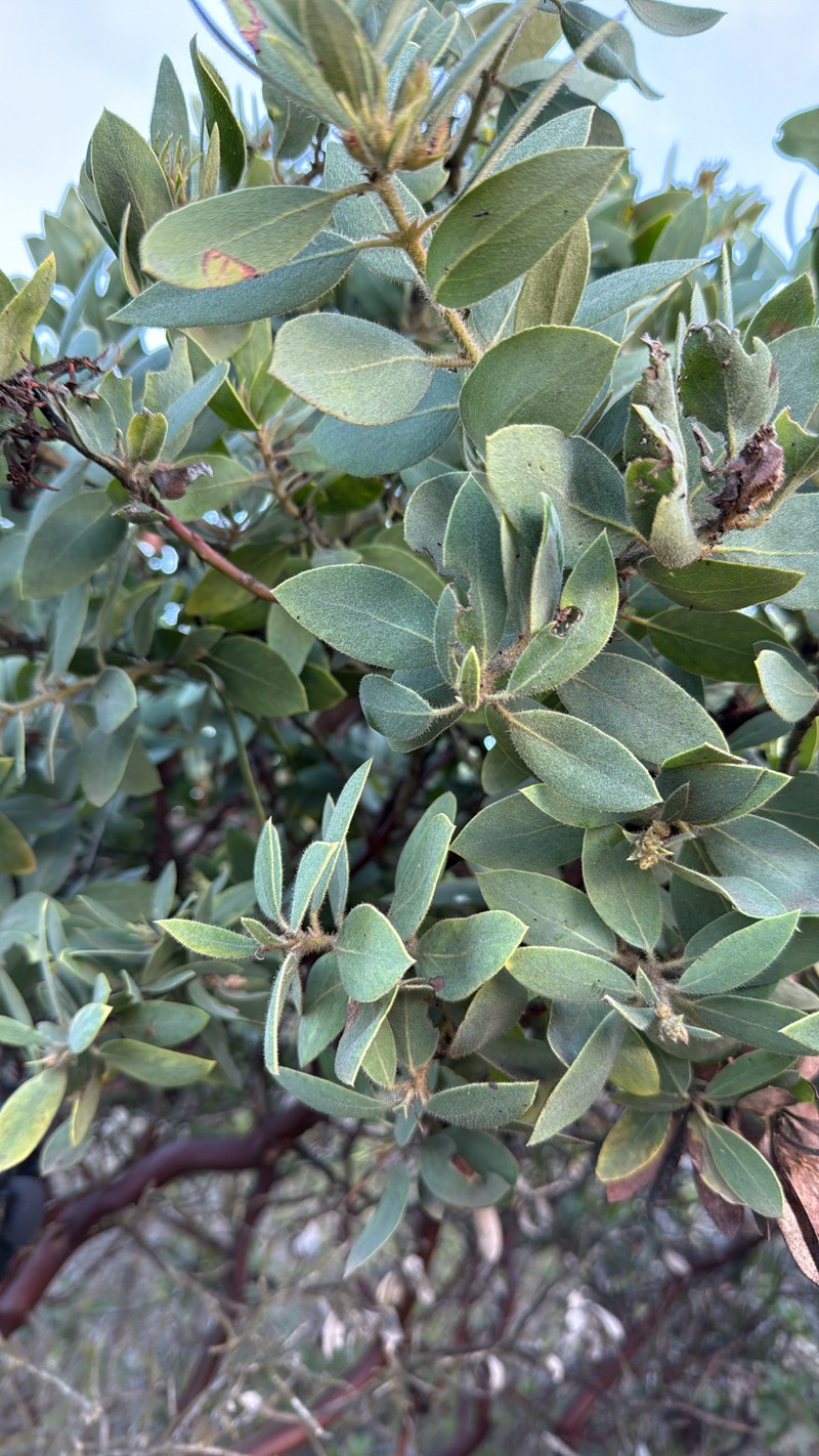 Arctostaphylos glandulosa subsp. glandulosa photo 4