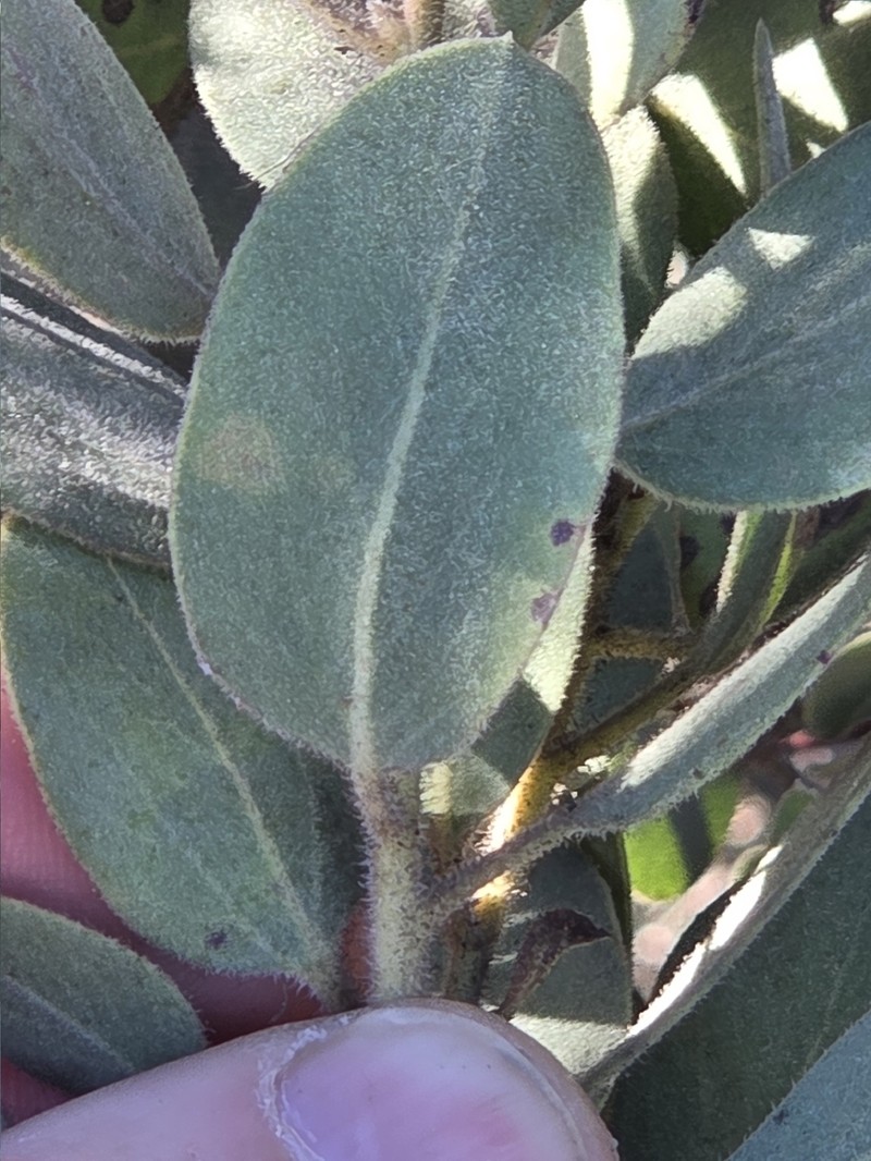 Arctostaphylos glandulosa subsp. glandulosa photo 5