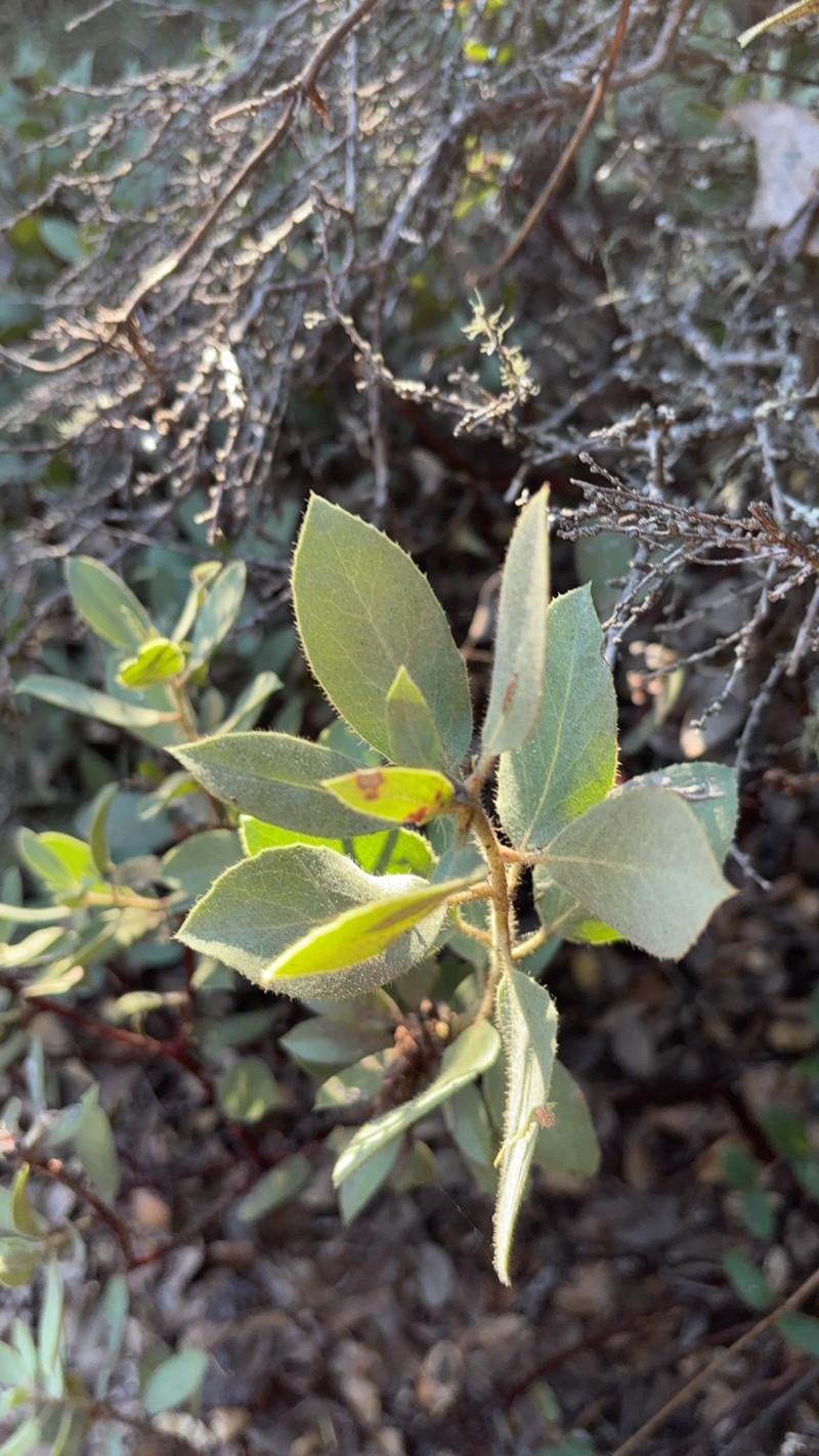 Arctostaphylos glandulosa subsp. glandulosa photo 6