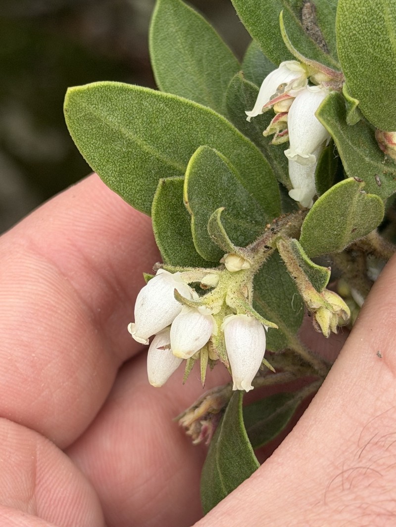Arctostaphylos glandulosa subsp. glandulosa photo 7