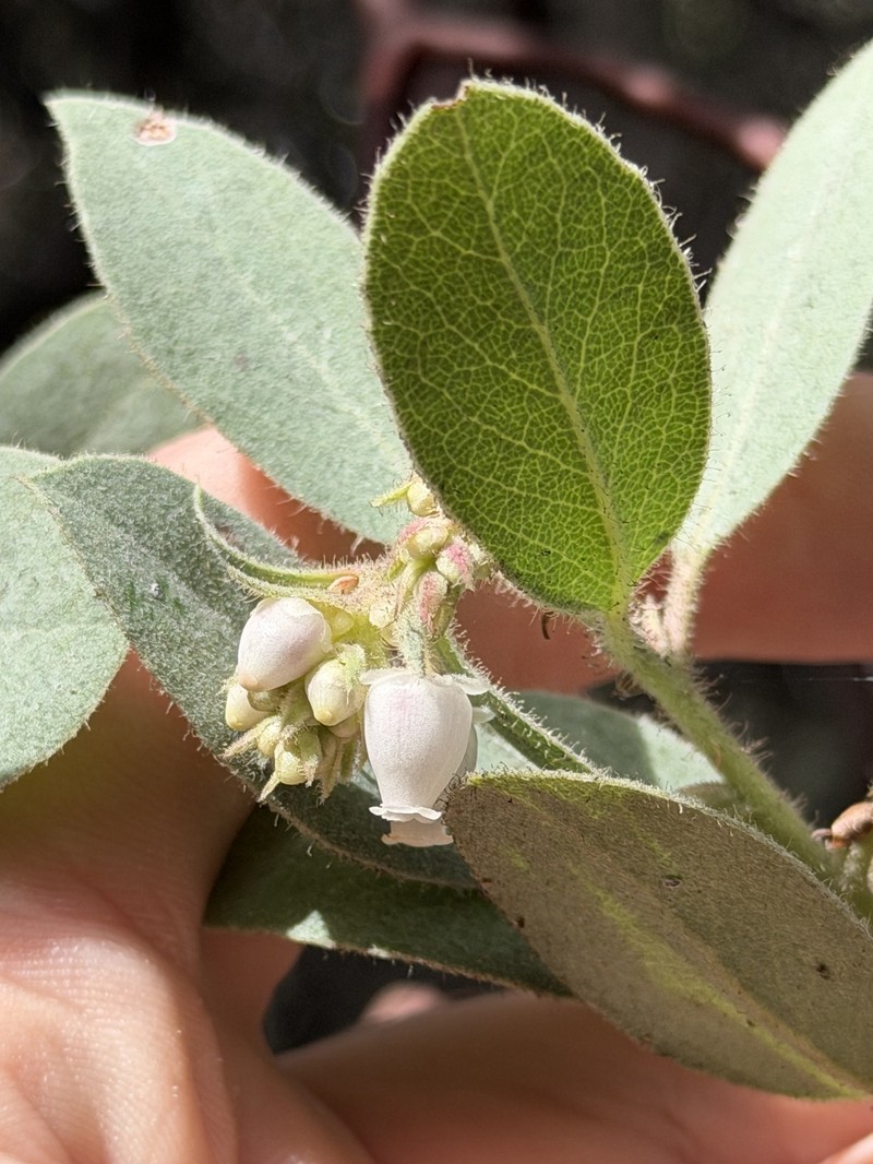 Arctostaphylos glandulosa subsp. glandulosa photo 8