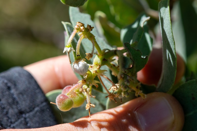 Arctostaphylos glandulosa subsp. howellii