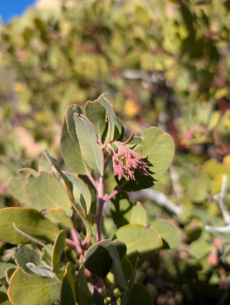 Arctostaphylos glandulosa subsp. howellii photo 2