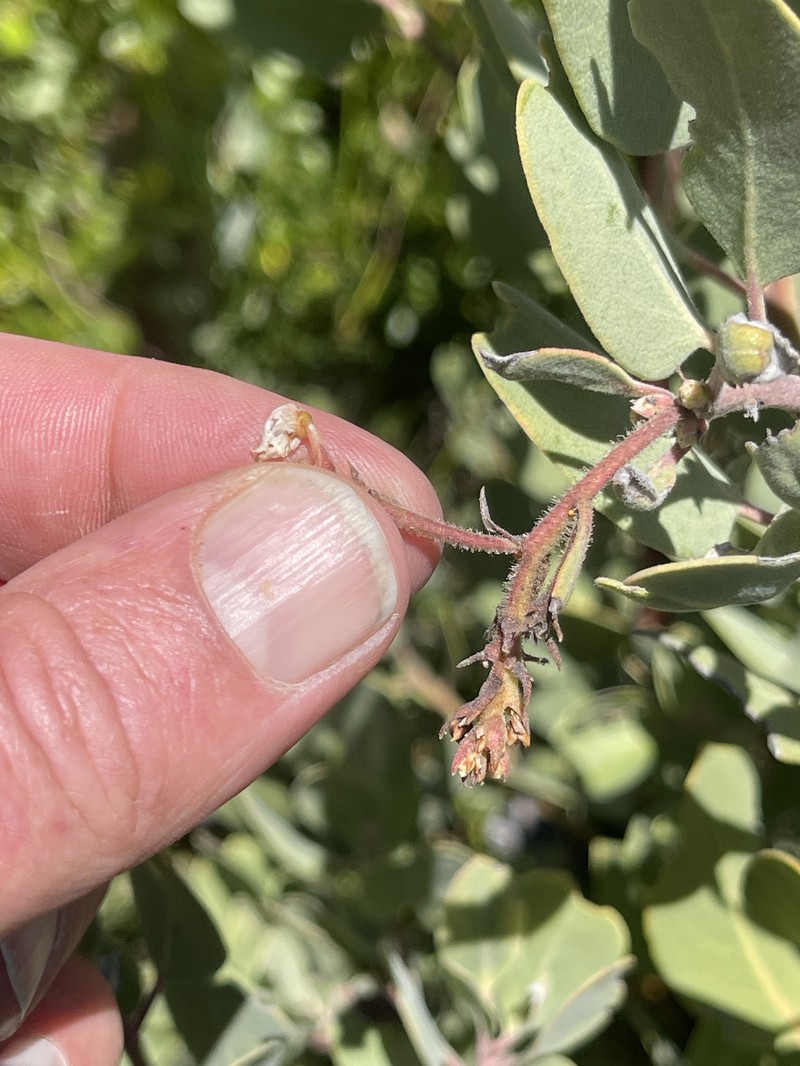 Arctostaphylos glandulosa subsp. howellii photo 3