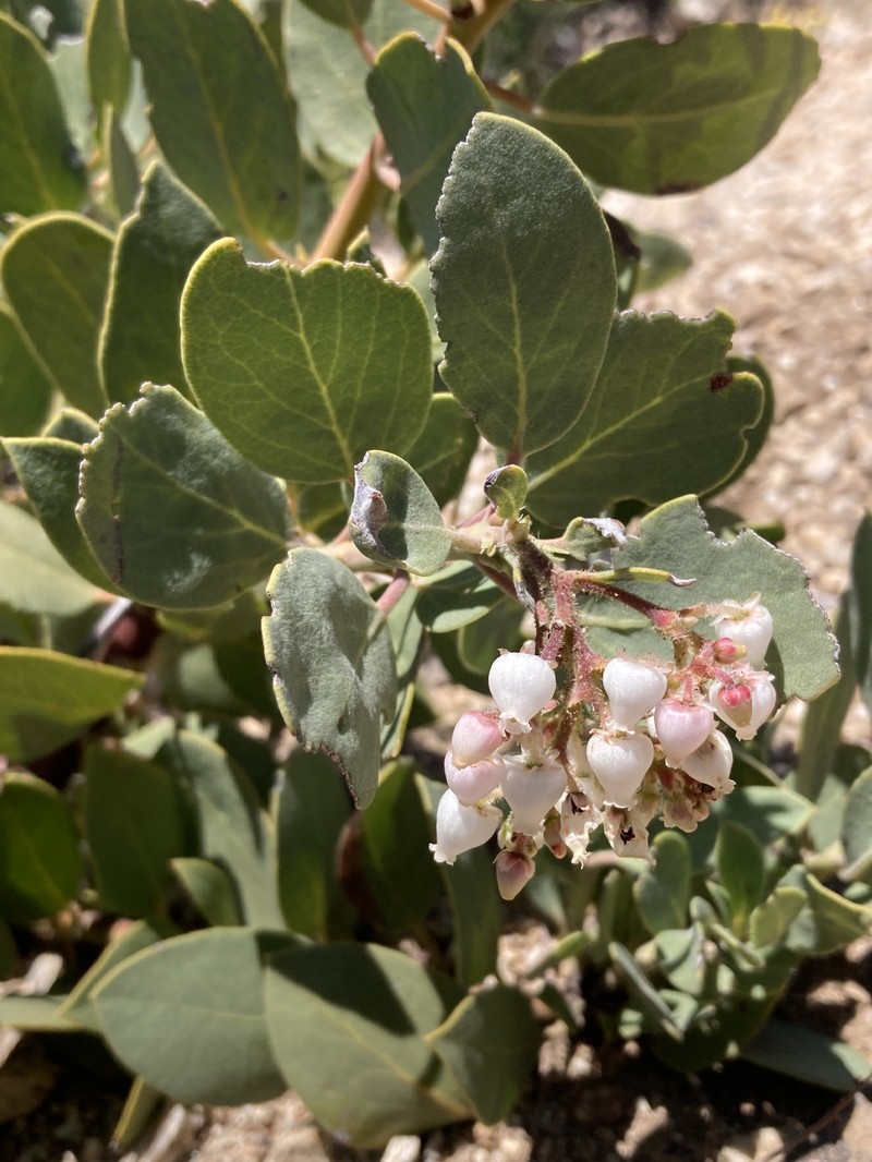 Arctostaphylos glandulosa subsp. howellii photo 4