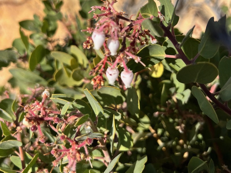 Arctostaphylos glandulosa subsp. howellii photo 5