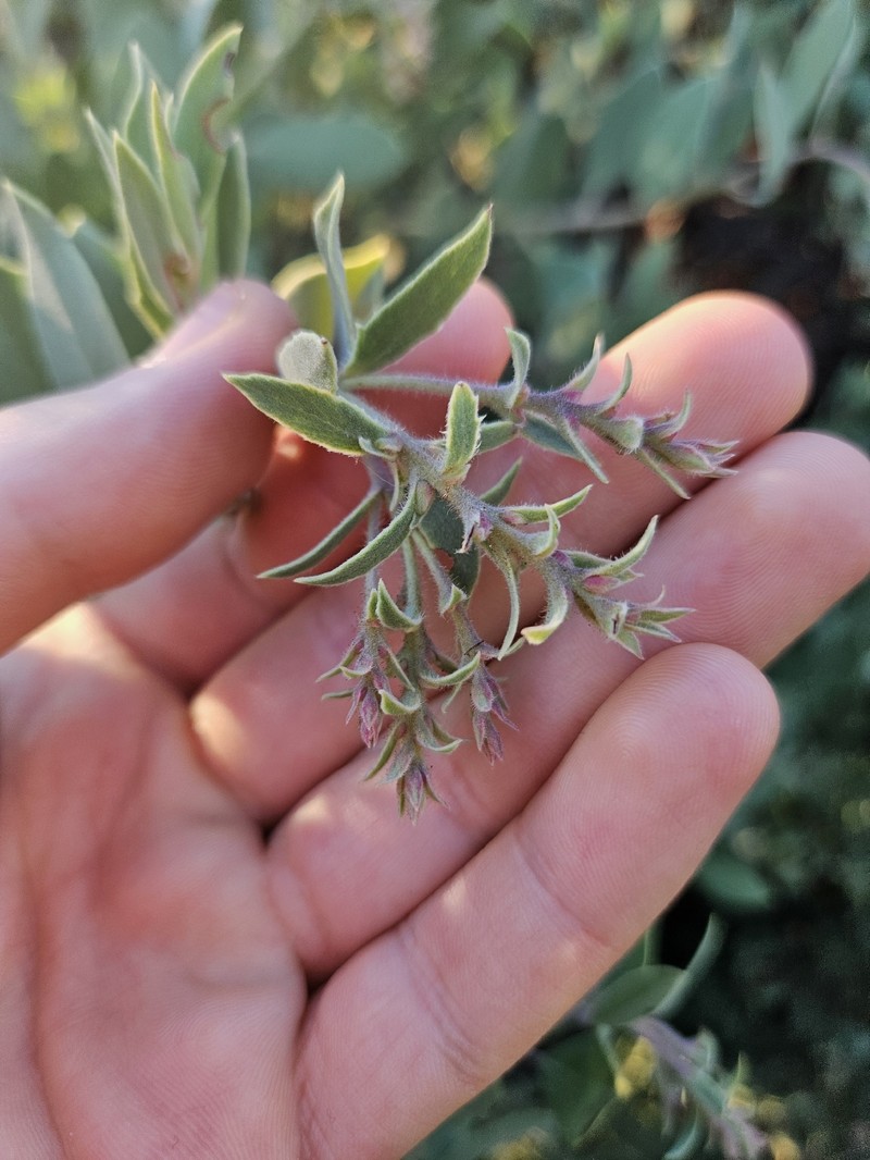 Arctostaphylos glandulosa subsp. howellii photo 6