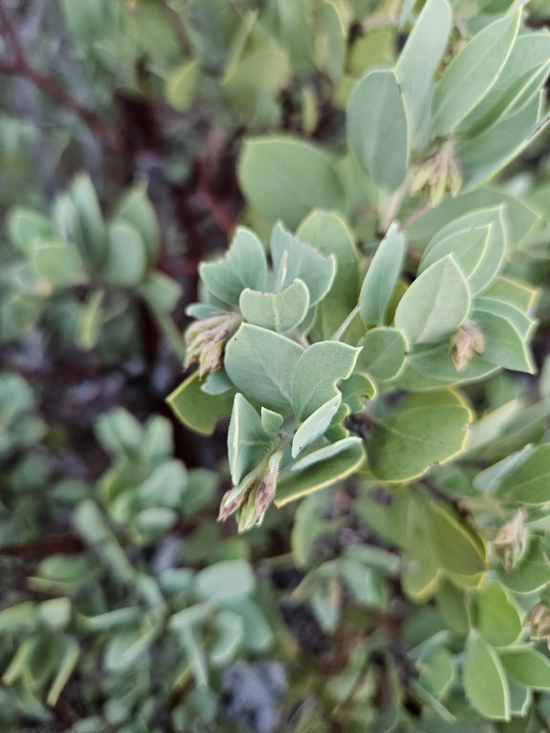Arctostaphylos glandulosa subsp. howellii photo 7