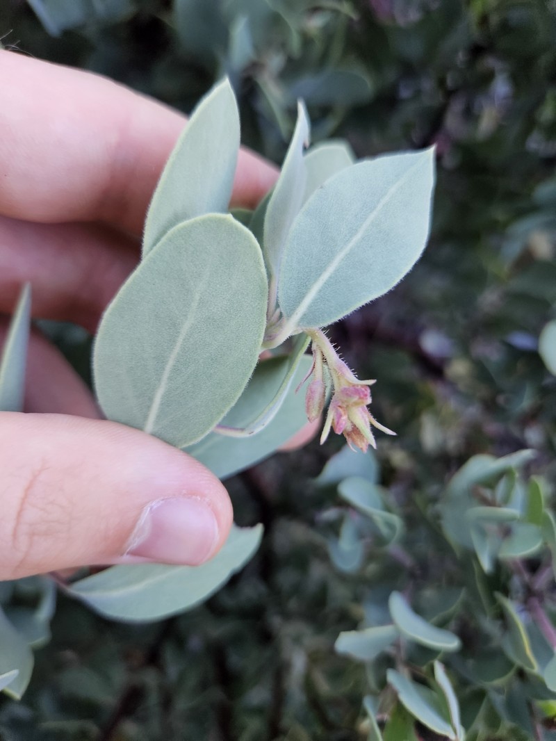 Arctostaphylos glandulosa subsp. howellii photo 8