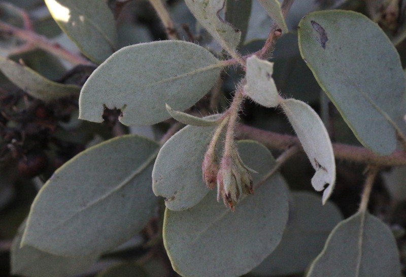 Arctostaphylos glandulosa subsp. leucophylla