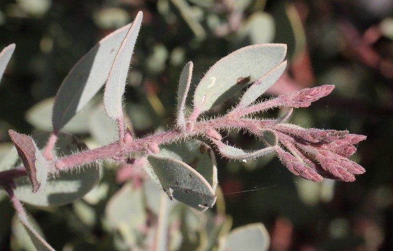 Arctostaphylos glandulosa subsp. leucophylla photo 2