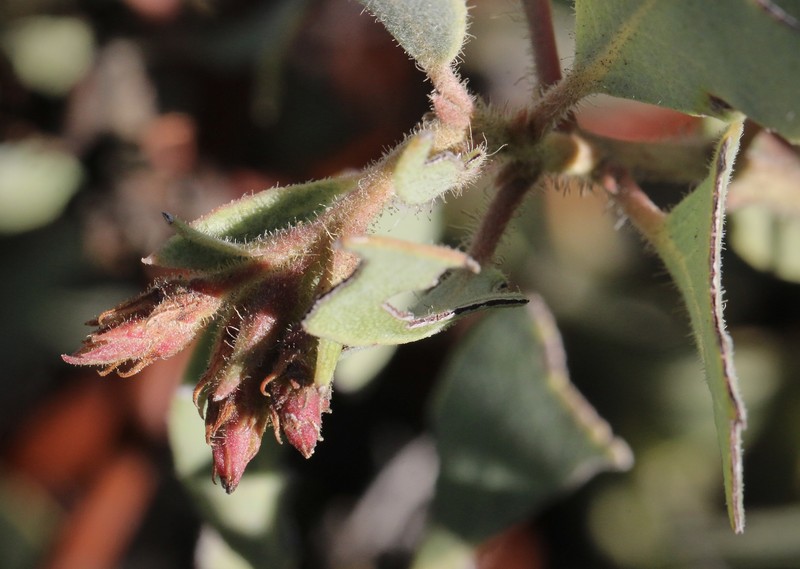 Arctostaphylos glandulosa subsp. leucophylla photo 3