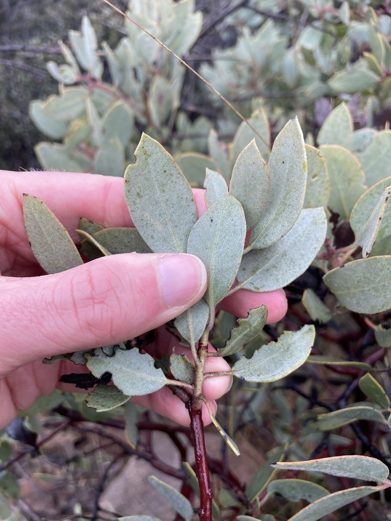 Arctostaphylos glandulosa subsp. leucophylla photo 4