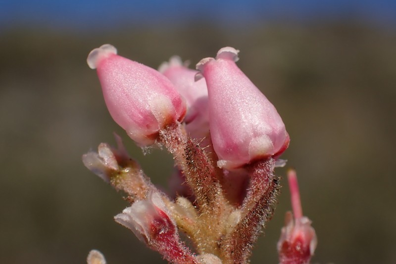 Arctostaphylos glandulosa subsp. leucophylla photo 5