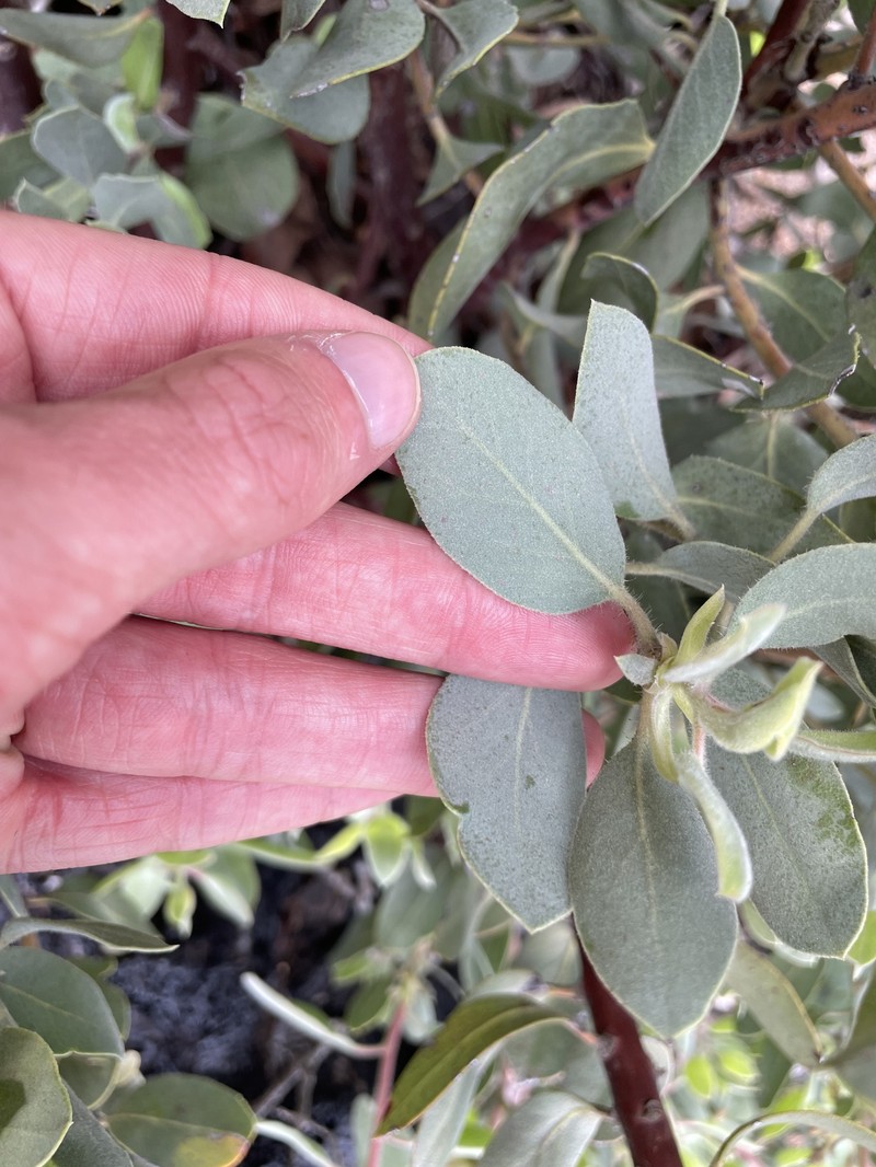 Arctostaphylos glandulosa subsp. leucophylla photo 6