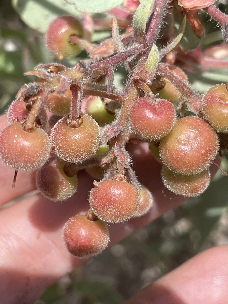 Arctostaphylos glandulosa subsp. leucophylla photo 7