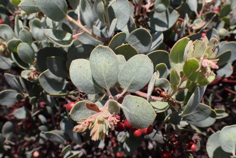 Arctostaphylos glandulosa subsp. leucophylla photo 8