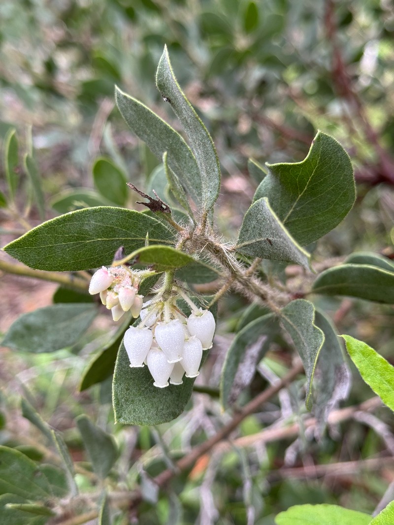 Arctostaphylos glandulosa subsp. mollis