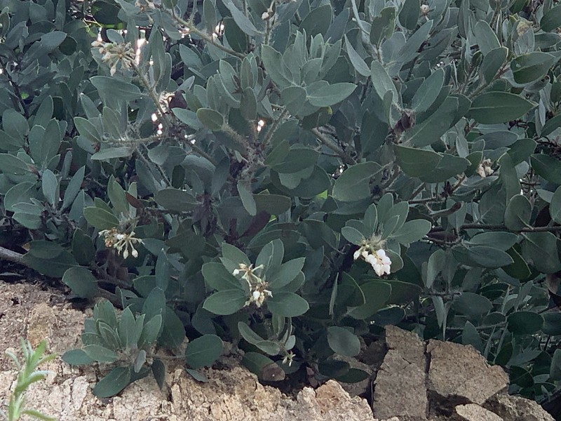Arctostaphylos glandulosa subsp. mollis photo 2