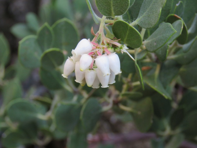 Arctostaphylos glandulosa subsp. mollis photo 3