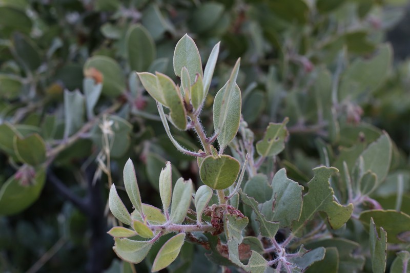 Arctostaphylos glandulosa subsp. mollis photo 4