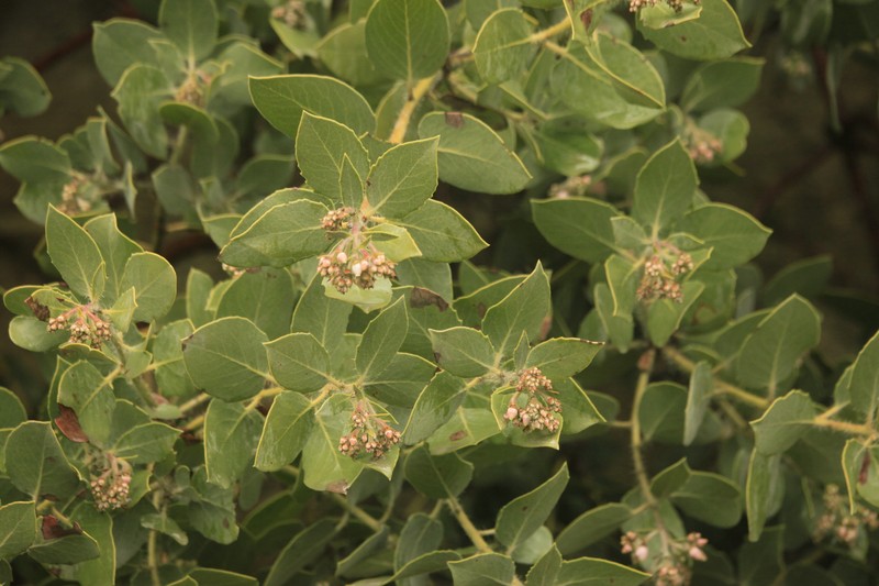Arctostaphylos glandulosa subsp. mollis photo 5