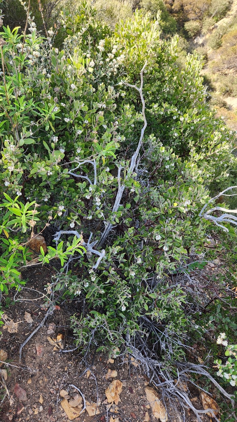 Arctostaphylos glandulosa subsp. mollis photo 6