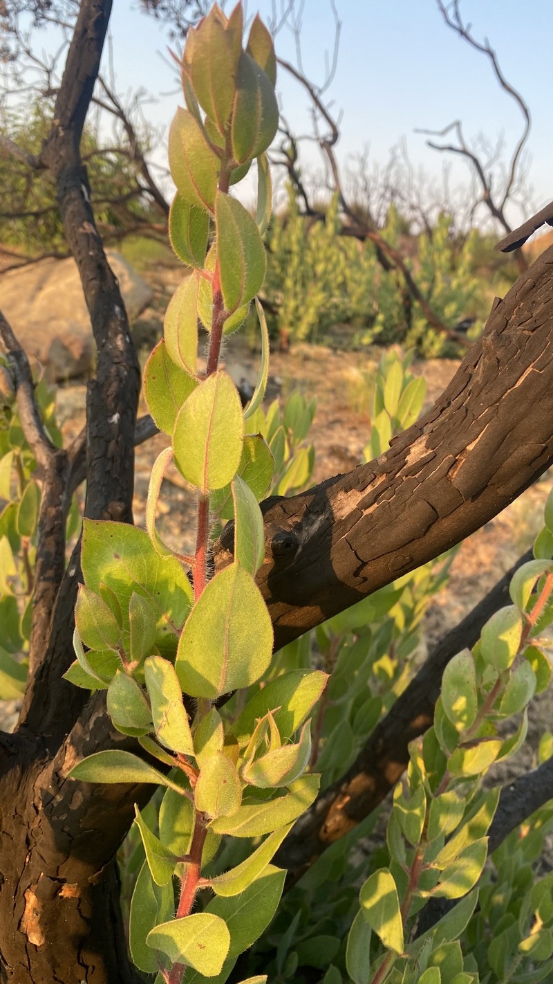 Arctostaphylos glandulosa subsp. mollis photo 7