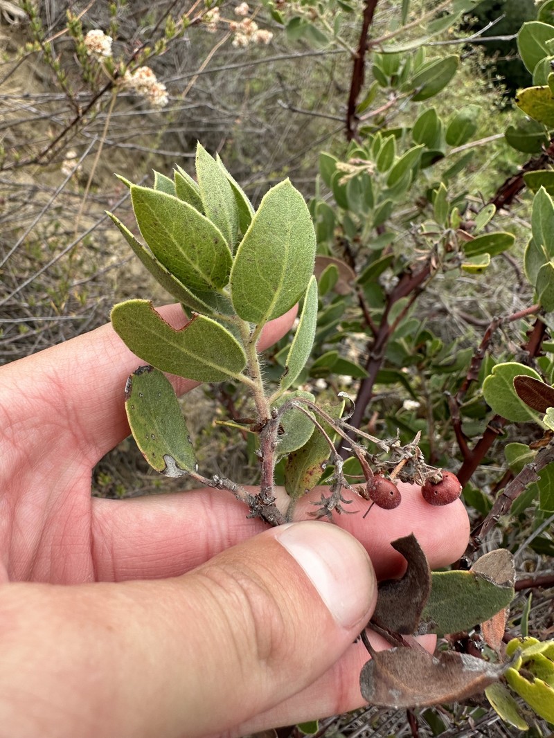 Arctostaphylos glandulosa subsp. mollis photo 8