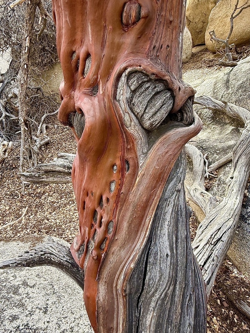 Bigberry Manzanita photo 3