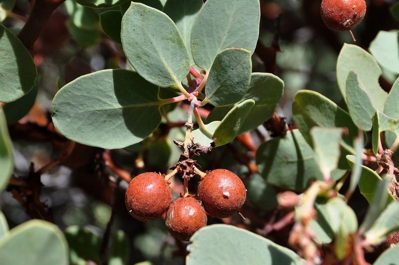 Bigberry Manzanita photo 4