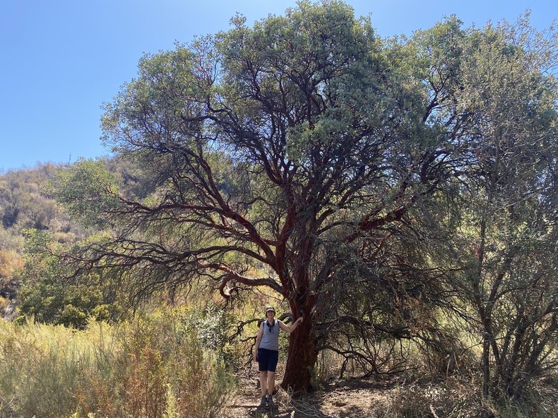 Bigberry Manzanita photo 5