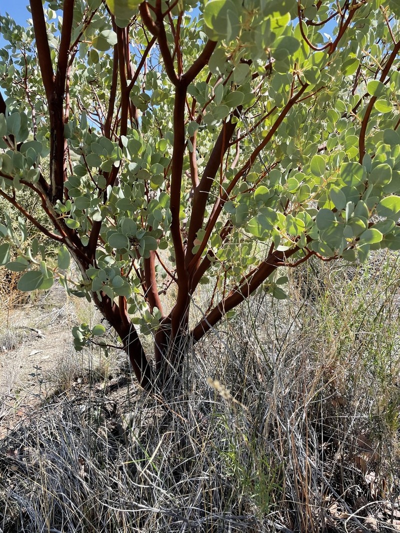 Bigberry Manzanita photo 6