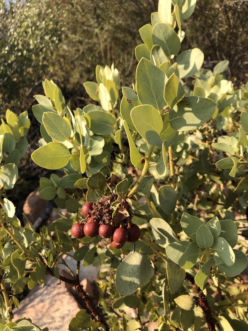Bigberry Manzanita photo 7