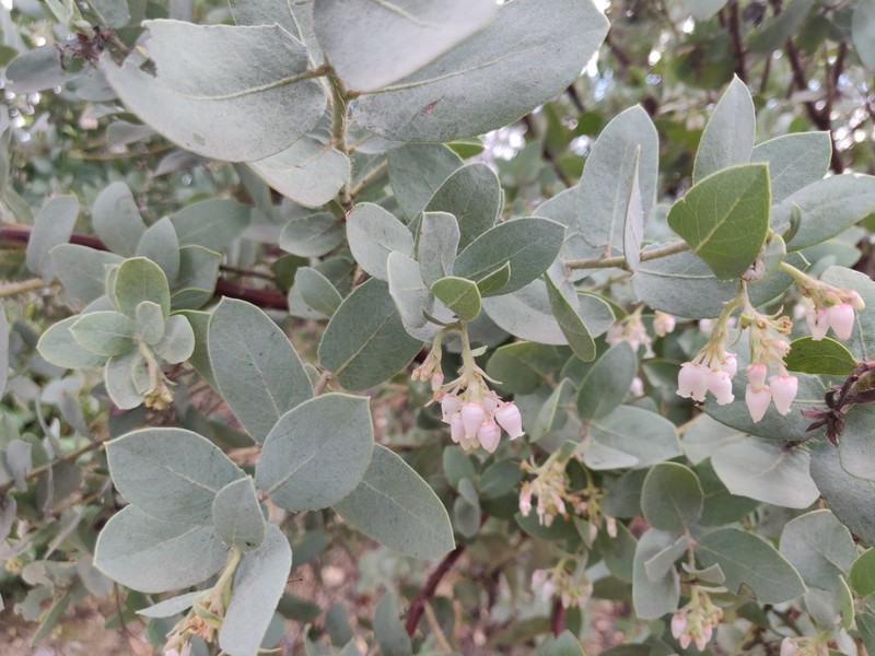 Schreiber's Manzanita
