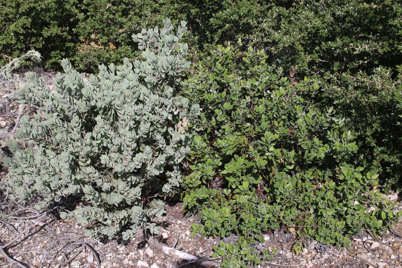 Schreiber's Manzanita photo 3