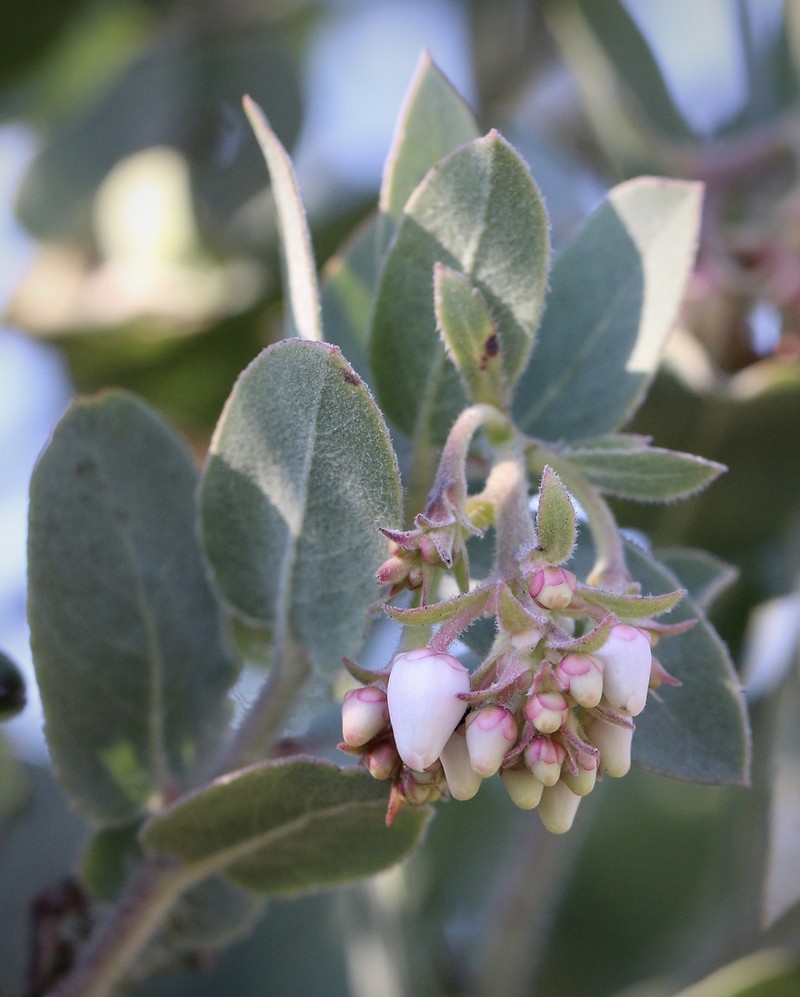 Schreiber's Manzanita photo 4