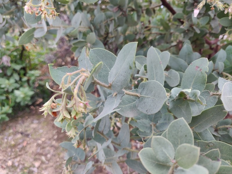 Schreiber's Manzanita photo 5